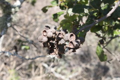 Alectryon subdentatus