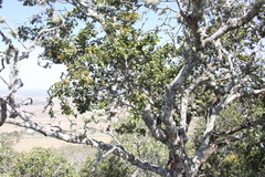 Alectryon subdentatus