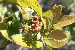 Alectryon subdentatus