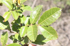 Alectryon subdentatus