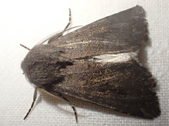 Aporophyla lutulenta