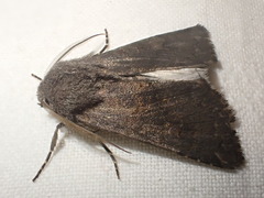 Aporophyla lutulenta