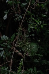 Dalbergia obovata