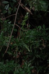 Dalbergia obovata
