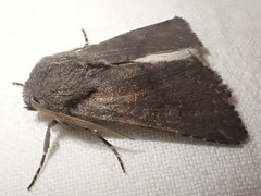 Aporophyla lutulenta