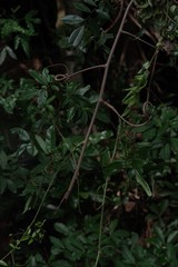 Dalbergia obovata