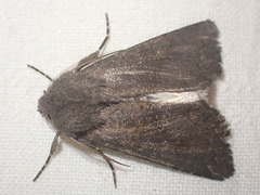 Aporophyla lutulenta