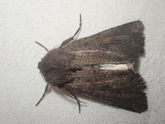 Aporophyla lutulenta