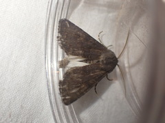 Aporophyla lutulenta