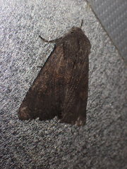 Aporophyla lutulenta