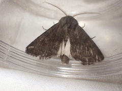 Aporophyla lutulenta