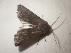 Aporophyla lutulenta