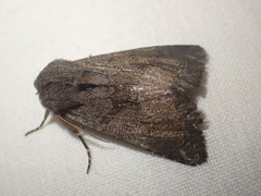 Aporophyla lutulenta