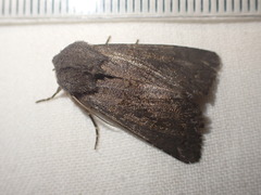 Aporophyla lutulenta