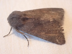 Aporophyla lutulenta