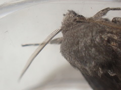 Aporophyla lutulenta