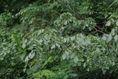 Dalbergia obovata