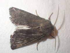Aporophyla lutulenta