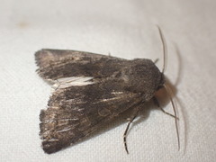 Aporophyla lutulenta