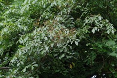 Dalbergia obovata