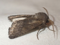 Aporophyla lutulenta