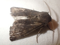 Aporophyla lutulenta