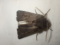 Aporophyla lutulenta