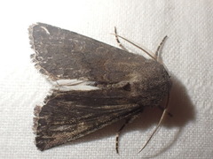 Aporophyla lutulenta