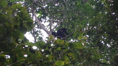 Alouatta palliata