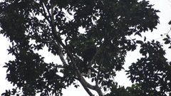 Alouatta palliata