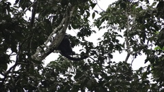Alouatta palliata