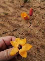 Ixia calendulacea