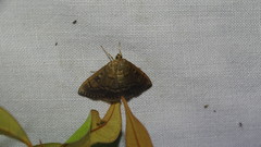 Phaedropsis