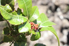 Alectryon subdentatus