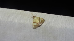 Eulepidotis julianata