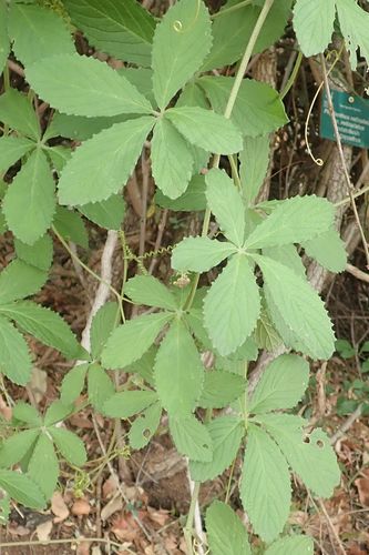 Cyphostemma cirrhosum