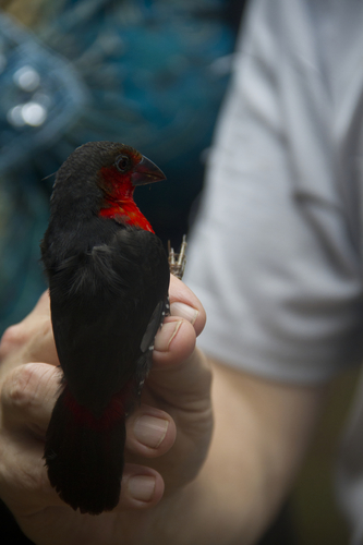 Western Bluebill (Spermophaga haematina), photo 7