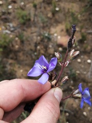 Aristea bracteata