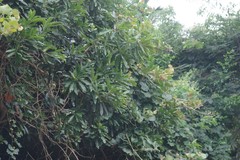 Protorhus longifolia