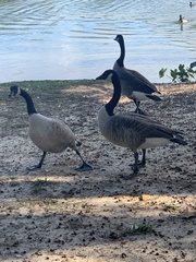 Branta canadensis