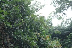 Protorhus longifolia