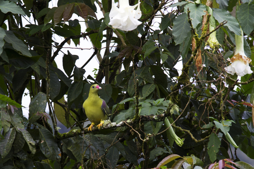 African Green-Pigeon