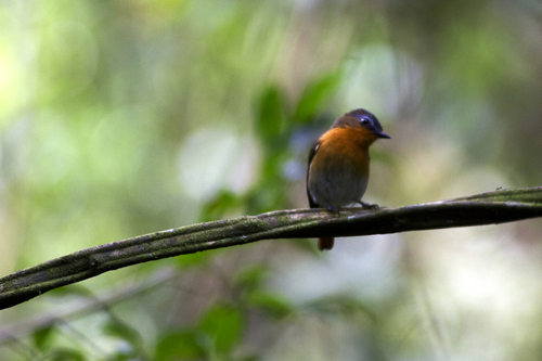 White-bellied Robin-Chat (Cossyphicula roberti), photo 5