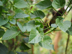 Cissus kerrii
