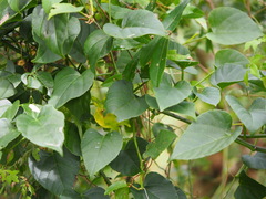 Cissus kerrii