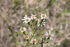 Olearia fulgens