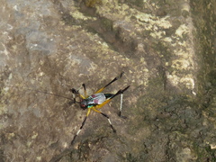 Pterophylla beltrani