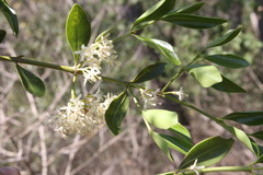 Psydrax odorata buxifolia