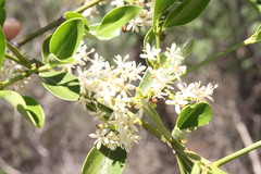 Psydrax odorata buxifolia