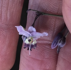 Arthropodium pendulum